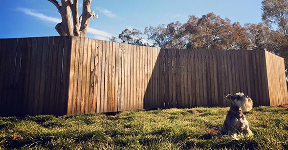 Home Among the Galahs